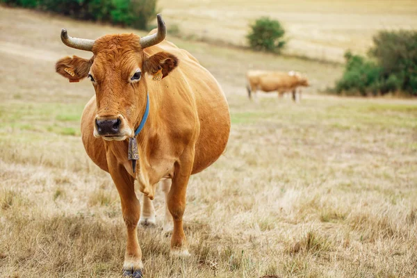 Vaca em um campo — Fotografia de Stock