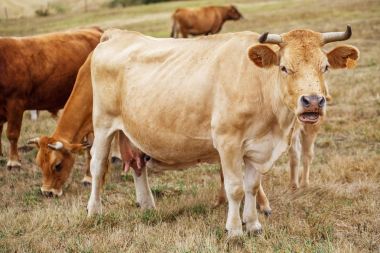 la vaca en un campo