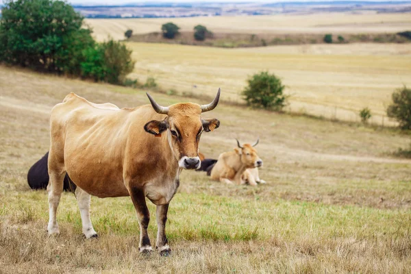 La vaca en un campo — Stok fotoğraf