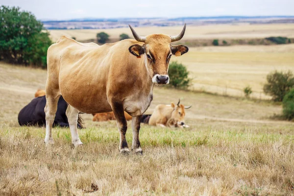 La vaca en un campo — Stok fotoğraf