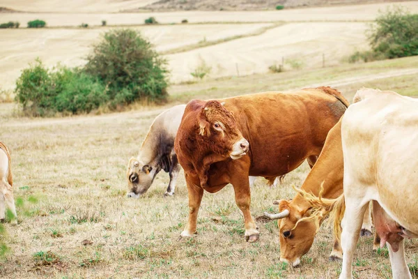 La vaca en un campo — Stok fotoğraf