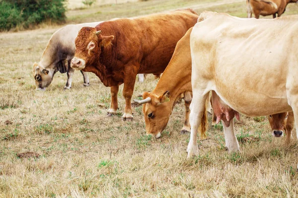 La vaca en un campo — Stok fotoğraf