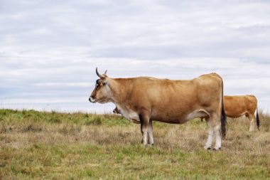 la vaca en un campo