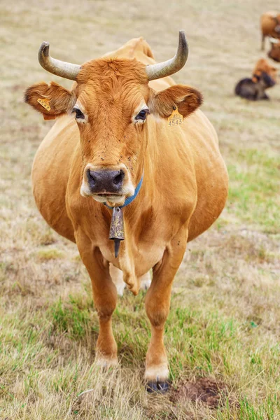 Vaca en un campo — Foto de Stock