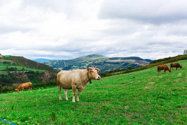 La vaca en un campo — Stok fotoğraf