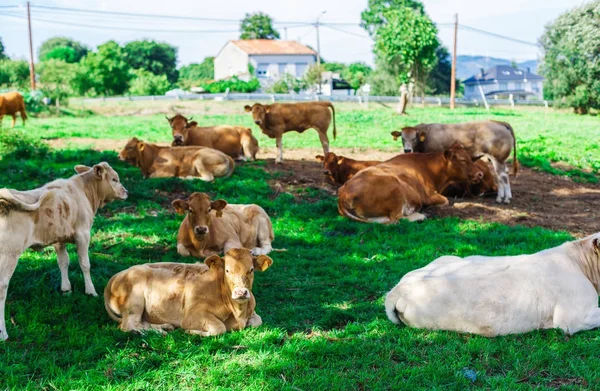 Vaca en un campo — Foto de Stock