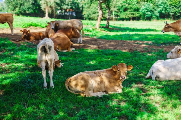 Cow on a field — Stock Photo, Image