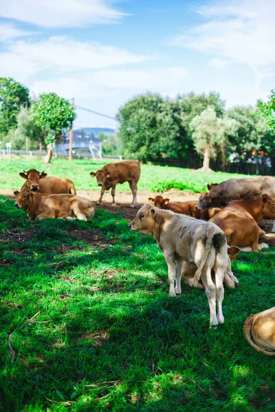 Vache sur un champ — Photo