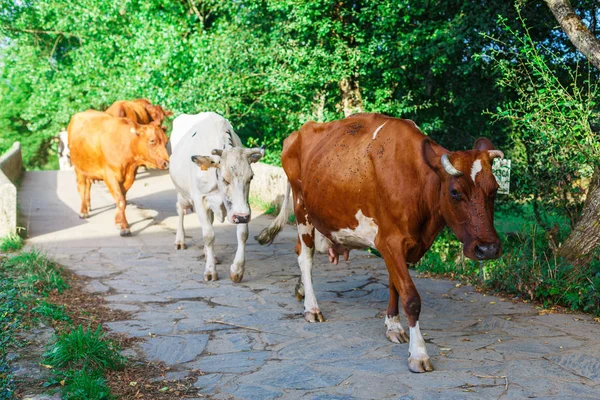 La vaca en un campo — Stok fotoğraf