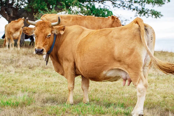 la vaca en un campo