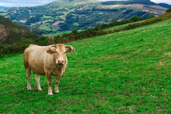 Koe op een veld — Stockfoto