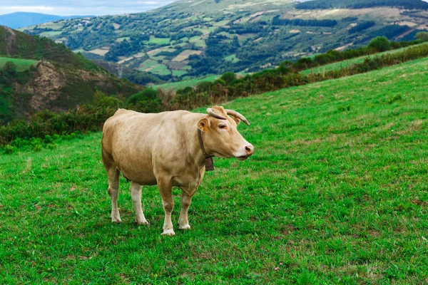 La vaca en un campo — Stok fotoğraf