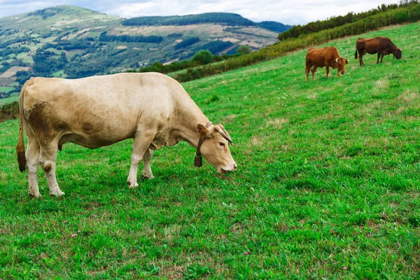 La vaca en un campo — Stok fotoğraf