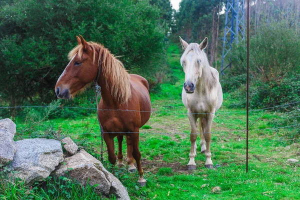 Zwei schöne Pferde — Stockfoto