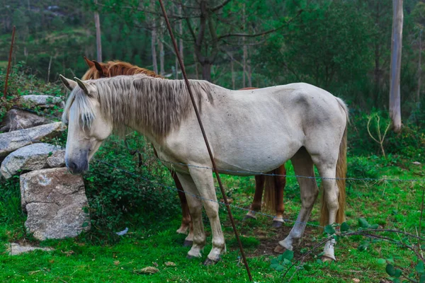 Zwei schöne Pferde — Stockfoto