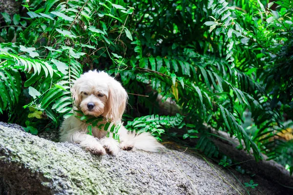 Løshund i naturen – stockfoto