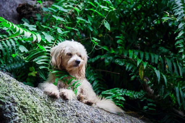 Câine rătăcit pe natură — Fotografie, imagine de stoc