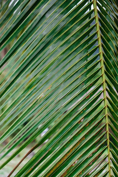 美しい緑の植物 — ストック写真