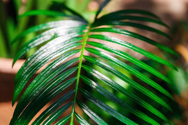 Hermosa planta verde —  Fotos de Stock