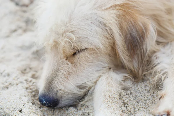 Streunender Hund am Strand — Stockfoto