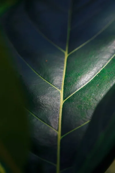 Beautiful green plant — Stock Photo, Image