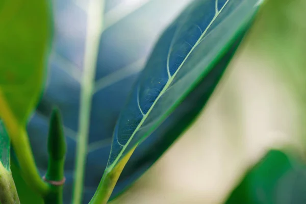 Prachtige groene plant — Stockfoto