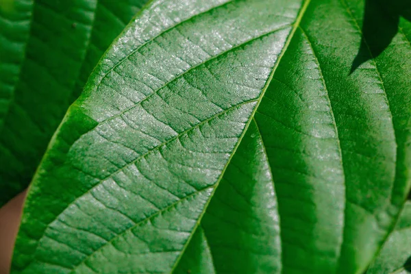 Indah tanaman hijau — Stok Foto