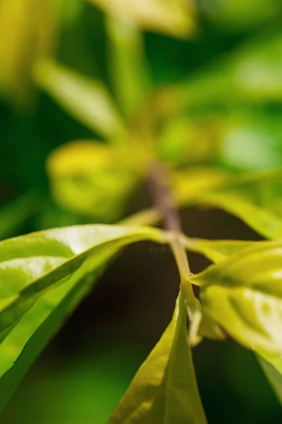 Indah tanaman hijau — Stok Foto