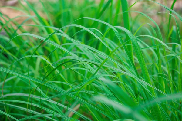 Schöne grüne Pflanze — Stockfoto