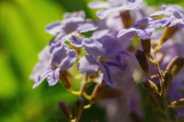 güzel bir çiçek Tayland