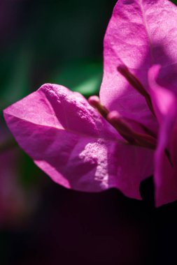 güzel bir çiçek Tayland