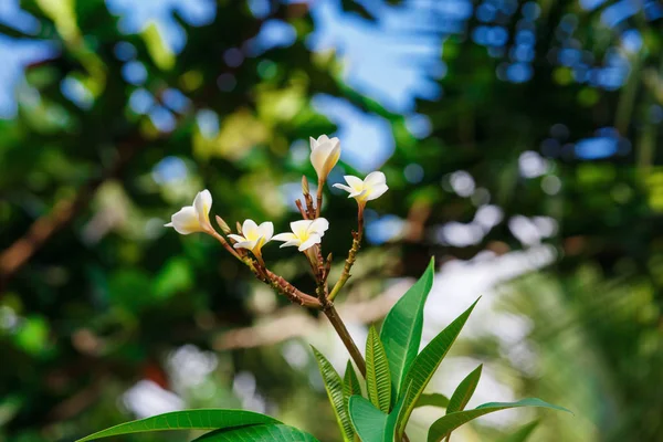 Schöne Blume in Thailand — Stockfoto