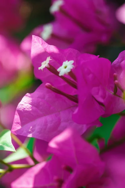 Belle fleur en thailand — Photo