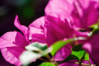 güzel bir çiçek Tayland