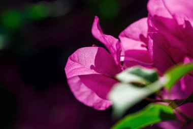 güzel bir çiçek Tayland