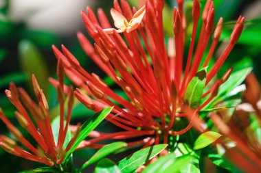 güzel bir çiçek Tayland