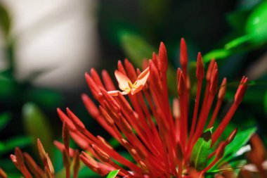 güzel bir çiçek Tayland