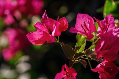 güzel bir çiçek Tayland