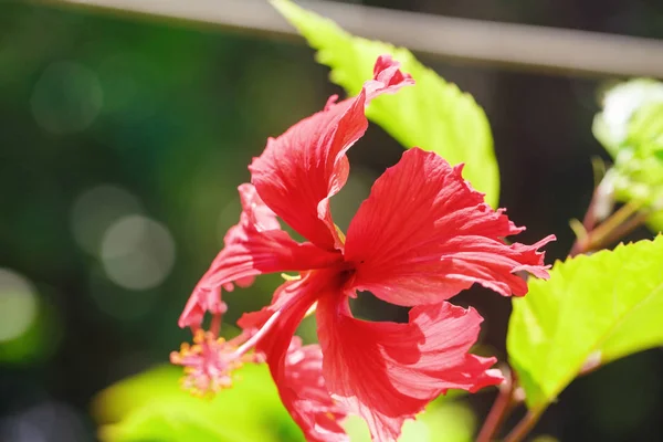 Hermosa flor en Tailandia — Foto de Stock