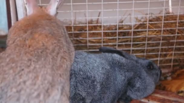 Farm rabbits in cage — Stock Video