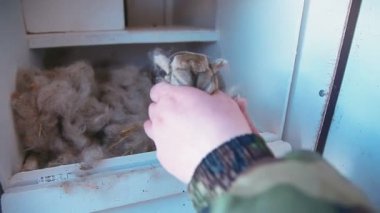 küçük bebek Bunny el