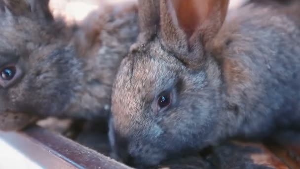 Zwei Kaninchen im Käfig auf dem Hof — Stockvideo