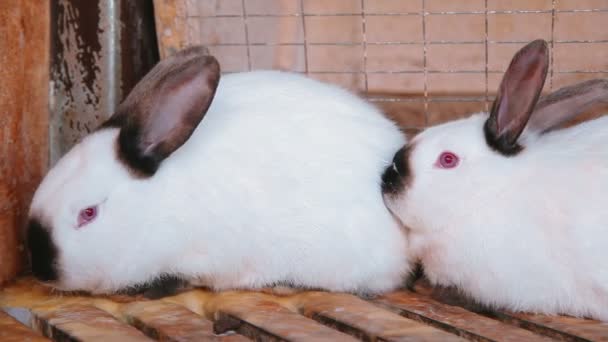 Милые белые кролики в клетке — стоковое видео