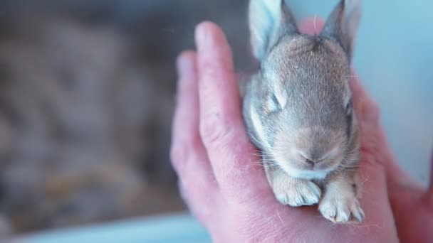 Маленький кролик в руках — стокове відео