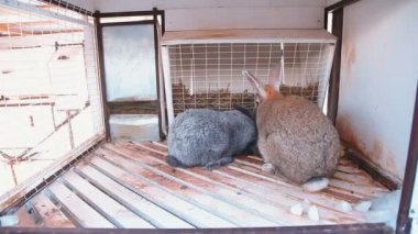 iki tavşan kafes içinde