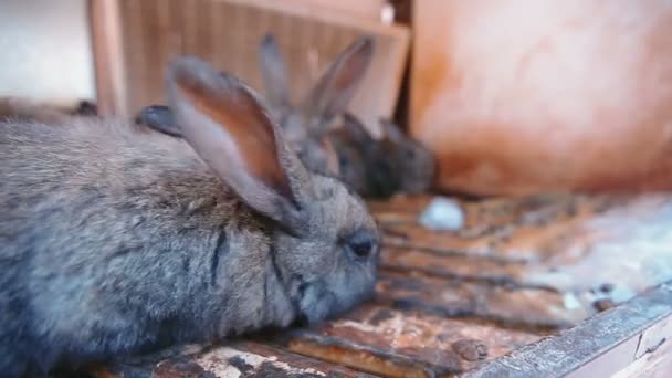 Pequeños conejos en la jaula — Vídeos de Stock