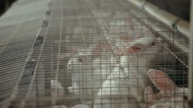 çiftlikte büyüyen tavşan