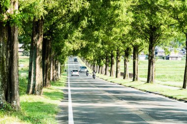 Metasequoia ağaçlarla sokakta, Makino-cho, Shiga, japan