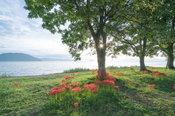 Amaryllis Biwa-göl, Katsurahamaenchi, Shiga, Japan adlı küme