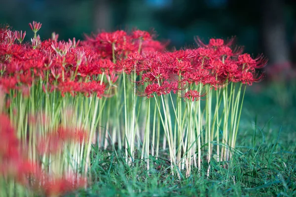 Amaryllis Biwa-göl, Katsurahamaenchi, Shiga, Japan adlı küme